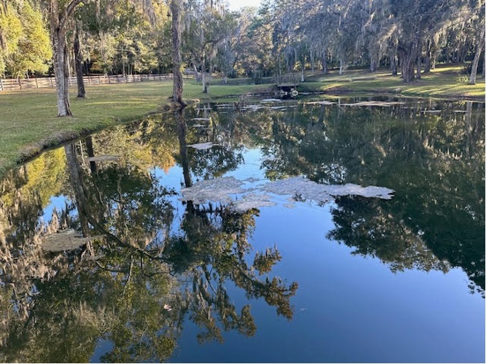 Before Floating Algae Removal in Tampa Bay area