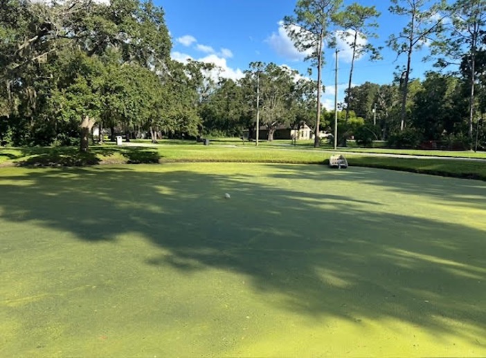 Before Pond Algae Treatment in Tampa Bay area