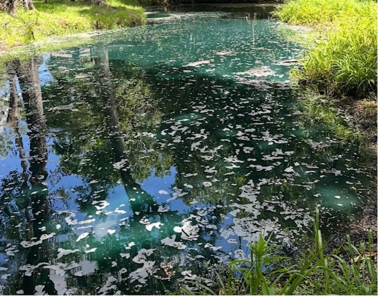 Before Sediment & Muck Reduction in Tampa Bay area