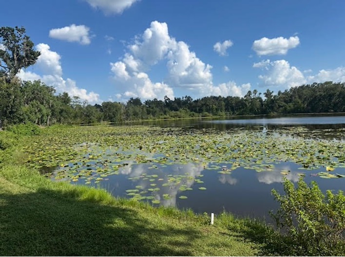 Before Water Lily Management in Tampa Bay area